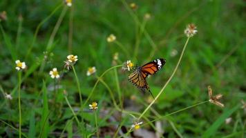 monarchvlinder op bloem video