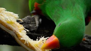 papagaio eclectus come cana-de-açúcar