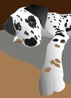 Closeup Dalmatian puppy ,The dog wants to hold your hand vector