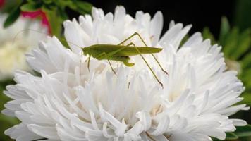 Green locust female on flower video