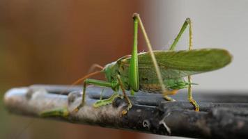 Big green locust male video