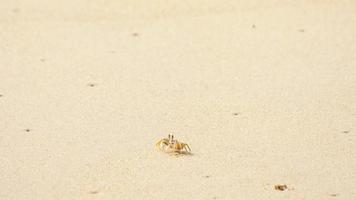 crabe sur la plage de sable video