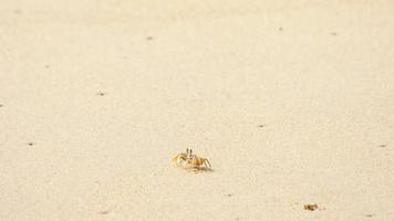 krab op het zandstrand video