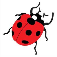 Ladybug on white background vector