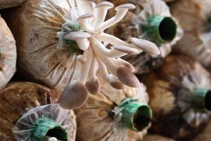 The cultivation fairy mushrooms in plant nursery. Concept of grow up, nature and health. photo