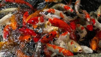 Koi fish in pond eating. video