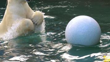Polar bear playing in water video