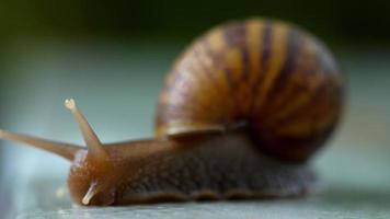 lumaca da giardino che striscia, macro video