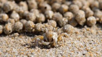 Sand bubbler crab, close-up video