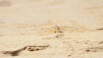 krab op het zandstrand video