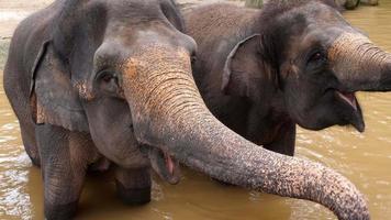 Feeding elephants in National park video
