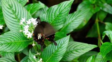 mariposa mormona común en una flor video
