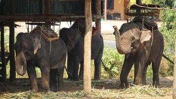 elephants for touring in forest in farm. photo