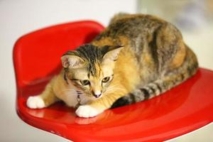 A beautiful domestic cat is resting in a light warm room, a gray Shorthair cat with green eyes looking at the camera photo