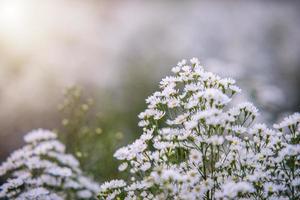 beautiful little white flowers spot focus soft focus for the background photo