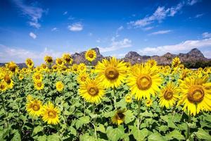 girasol con cielo azul foto