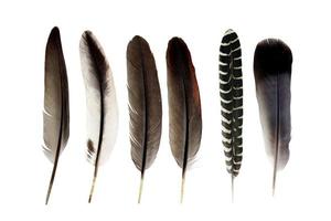 bird feather isolated on white background photo