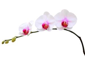 flor de la orquídea aislada en el fondo blanco foto
