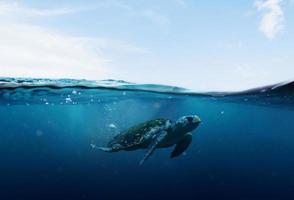sea turtle swimming in blue seas and sky photo