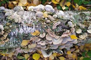 Old birch tree with mushrooms, moss and fallen yellow leaves. Moss and mushrooms on a tree in autumn. The trichaptum is twofold. A log with mushrooms and moss. Photographing in the autumn forest photo