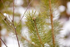 Branch of a young pine tree against the background of snow in winter close-up. Winter in the forest, pine needles