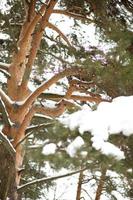 Spreading pine tree in a winter forest view from below photo