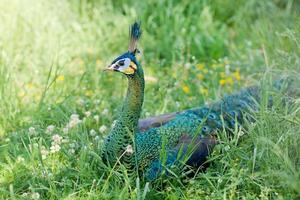 Beautiful multicolored peacock lying on green grass