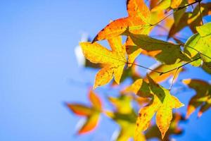 Yellow maple leaves on tree, selective focus photo