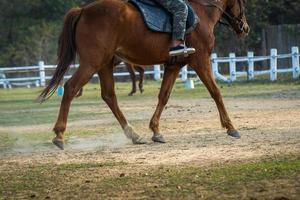 Cierra las piernas del caballo deportivo en el salto de obstáculos en la arena a la luz del sol. Evento de salto de caballos, deportes de salto de obstáculos. foto