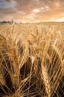 Close up of wheat ears, Ripening yellow ears of wheat,  field of wheat with shallow depth of field in sunset photo