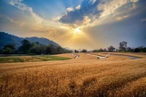 Golden wheat field with sun rays through clouds in hot summer sun in evening time. The field with young rye or wheat in sunset. photo