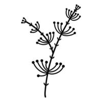 Vector illustration of a branch with leaves and inflorescences. Hand drawn grass outline, black doodle. Botanical element, umbrella plant isolated on white background