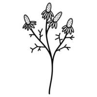 Field chamomile vector illustration. Black silhouette of a twig with leaves and flowers. Isolated icon on white background. Hand drawn outline, botanical element.