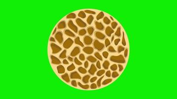 animación de estructura ósea esponjosa, normal y con osteoporosis video