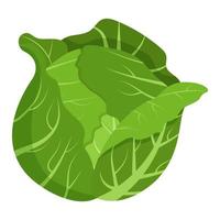 Whole green cabbage isolated on background. Flat vector illustration