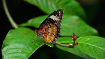 grande borboleta tropical sentada na folha verde video