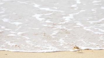 caranguejo na praia
