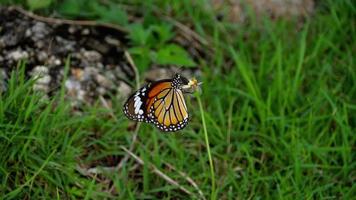 papillon monarque sur fleur video
