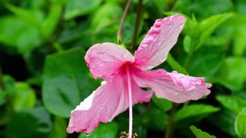 fleur d'hibiscus rose après la pluie