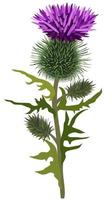 Vector isolated illustration of thistle.