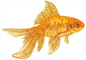 Vector isolated illustration of goldfish.
