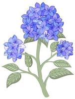 ilustración vectorial aislada de la rama de la hortensia. vector