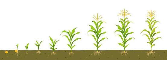 ciclo de crecimiento del maíz en el suelo. germinación de semillas, formación de raíces, brotes con hojas y la etapa de cosecha. vector
