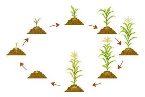 Cycle growth of corn in circle with arrows pointers. Stages of crop growth from seed to harvest. vector