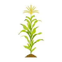 Growing corn with stalk and cobs isolated on white. Vector illustration of cereal crop with leaves.