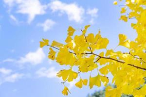 Design concept - Beautiful yellow ginkgo, gingko biloba tree leaf in autumn season in sunny day with sunlight, close up, bokeh, blurry background. photo