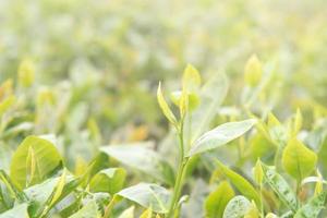 hermosa hoja de cultivo de té verde en la mañana con luz solar, brote fresco en el concepto de diseño de plantas de árboles, primer plano, macro. foto