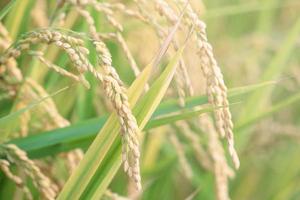 Yellow paddy field swaying over sunset day time in Asia. Raw short grain rice crop stalk, ears detals, organic agriculture farming concept, close up. photo