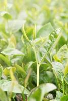 hermosa hoja de cultivo de té verde en la mañana con luz solar, brote fresco en el concepto de diseño de plantas de árboles, primer plano, macro. foto