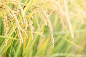 Yellow paddy field swaying over sunset day time in Asia. Raw short grain rice crop stalk, ears detals, organic agriculture farming concept, close up. photo